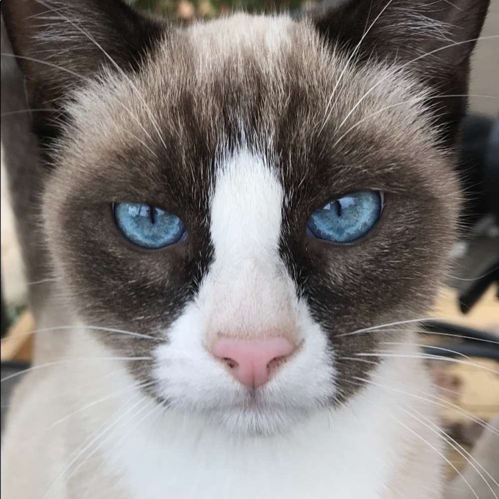 Meet your Posher, Ann